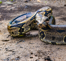 It's Portrait of a boa constrictor