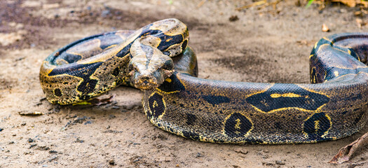It's Boa constrictor on the ground in Peru