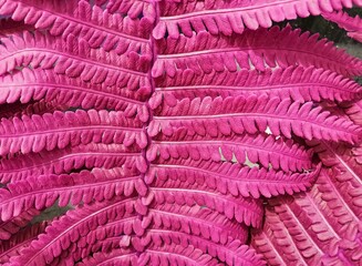 natural background of fern leaves close-up, pink color