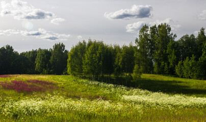 meadow flowers in the field at summer time