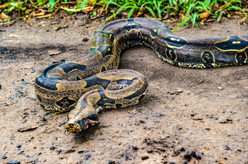 It's Boa constrictor, a species of large, heavy-bodied snake.