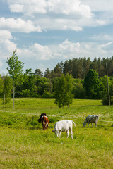 Four cows in pasture on a sunny summer day.