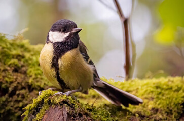 great tit on a branch