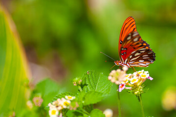 Gulf Fritillary on Lantana Blooms