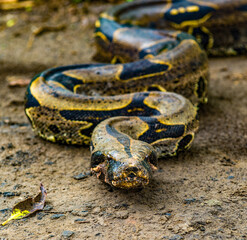 It's Boa constrictor comes out of the jungle