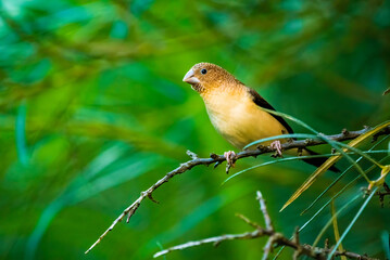 Small bird sitting on a brach against green background