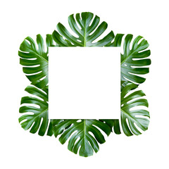 Tropical leaves monstera with white frame for text isolated on white background. Object with clipping path