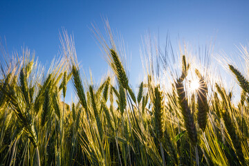 A beautiful green wheat field grows during a sunny day