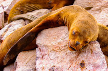 South American sea lion from the Ballestas Islands in Peru