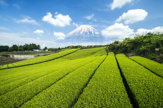 Green tea plantation with Mount Fuji in the background, Shizuoka Prefecture, Japan