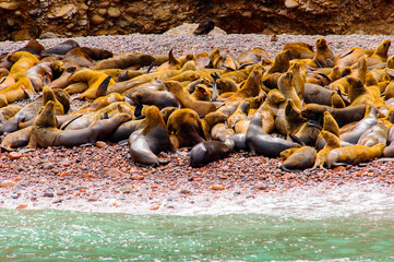 Peruvian sea lions of the Ballestas Islands