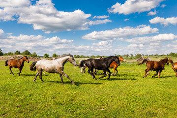 Obraz na płótnie Canvas Herd of horses is running on the pasture in the summertime
