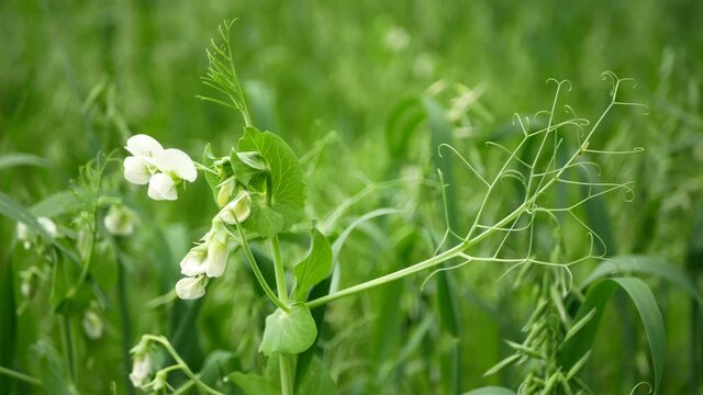 Peas and oats detail green fertilization mulch field tendrils soil nutrition for crops green manure farming organic, agricultural cover crop agricultute caterpillar larva pest, pea moth Pisum sativum