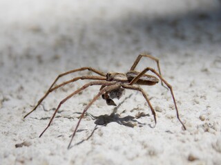 the spider carries its cubs