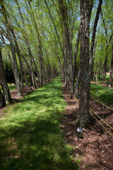 Path through the trees