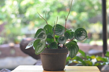 Watermelon peperomia plantlet on a brown table against blurred farm background