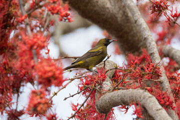 Cuban Oriole (immature) spotted at Estación de Manejo de Santo Tomas in Matanzas province, PN Cienaga de Zapata, Cuba, 25 February 2020