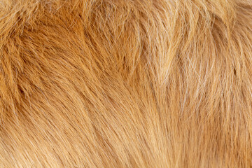 Dog fur texture background yellow Labrador Retriever.