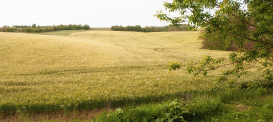 Fototapeta na wymiar Yellow grain ready for harvest growing in a farm field