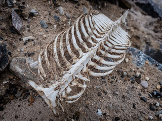 Porpoise skeleton at the beach in Lild, Denmark