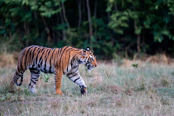 Fototapeta na wymiar Tiger, young female, walking over a small open field in Bandhavgarh National Park in India