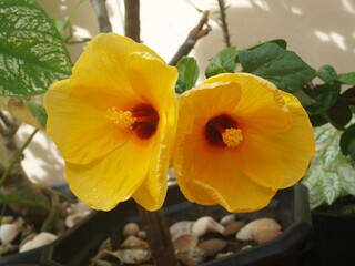 Two yellow large  hibiscus flowers growing in a summer garden. Couple of beautiful flowers. Romantic conceptual illustration. Picture for Valentine's Day. Image of pair of rose mallow. Front, close-up