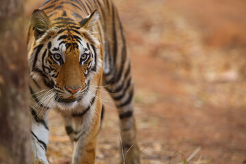 Tiger, young female, hiding behind a tree in Bandhavgarh National Park in India