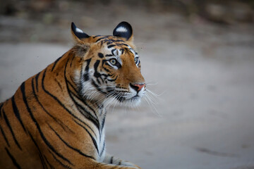 Portrait of a young female tiger resting in Bandhavgarh National Park in India
