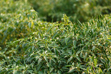 chili peppers on the tree in garden.