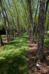 Path surrounded by trees