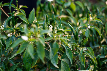 chili peppers on the tree in garden.