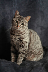 sitting purebred cat on a blue background