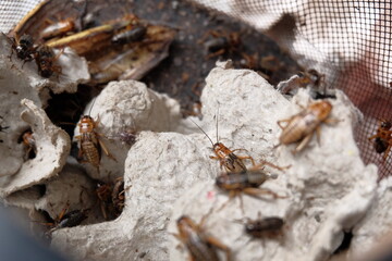 crickets on the wood