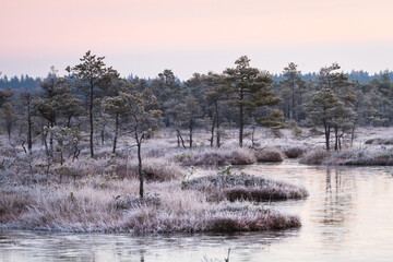 the first frosts in Kemeri bog lakes