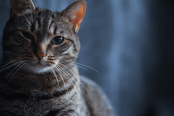 purebred cat on a blue grey background