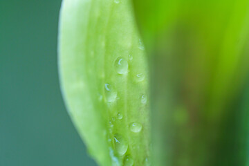 Goutte d'eau sur une feuille verte