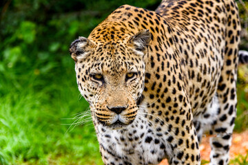 Fototapeta na wymiar It's Leopard close up at the Naankuse Wildlife Sanctuary, Namibia, Africa