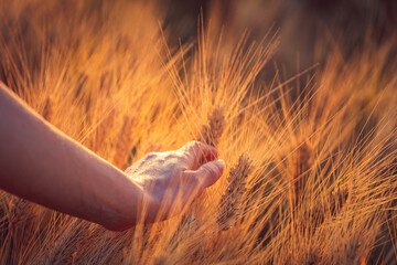 A young woman's hand touching some ear of corns in a wheat field. Young girl in a concettual scene