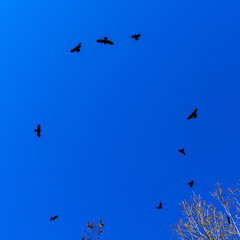 Flock of birds flying in the classic blue sky. Abstract background. Space for text.