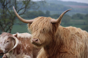 Highland cow longhorn cattle with brown hair