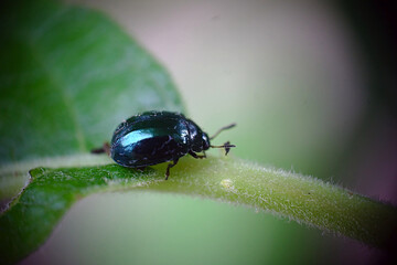 macro - shiny beetle at the base of the leaf