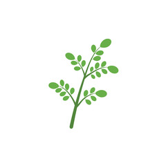 Moringa leaf Logo Template vector