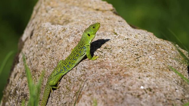 Ocellated Lizard on top of a rock sunbathing