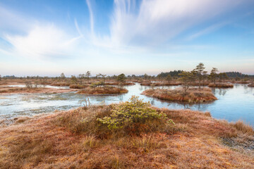 Colorful autumn day in the Kemeri moor