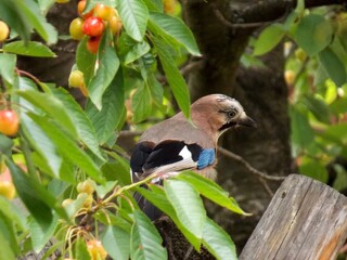 a colorful bird on a cherry tree