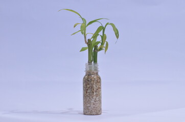 small bamboo decoration plant in the isolated white background