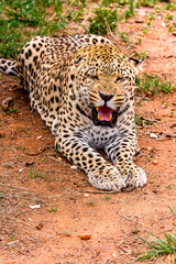 It's Portrait of beautiful Leopard at the Naankuse Wildlife Sanctuary, Namibia, Africa