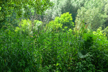 Dense forest foliage, bushes and tall grass with trees in the background, lush and bright green