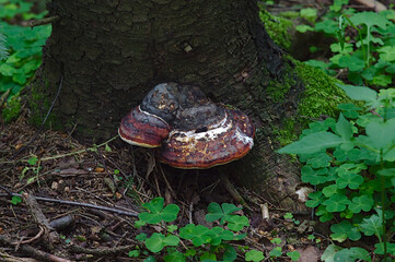 chaga at the base of the tree