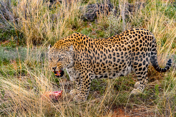 It's Leopard carries away a piece of meat at the Naankuse Wildlife Sanctuary, Namibia, Africa